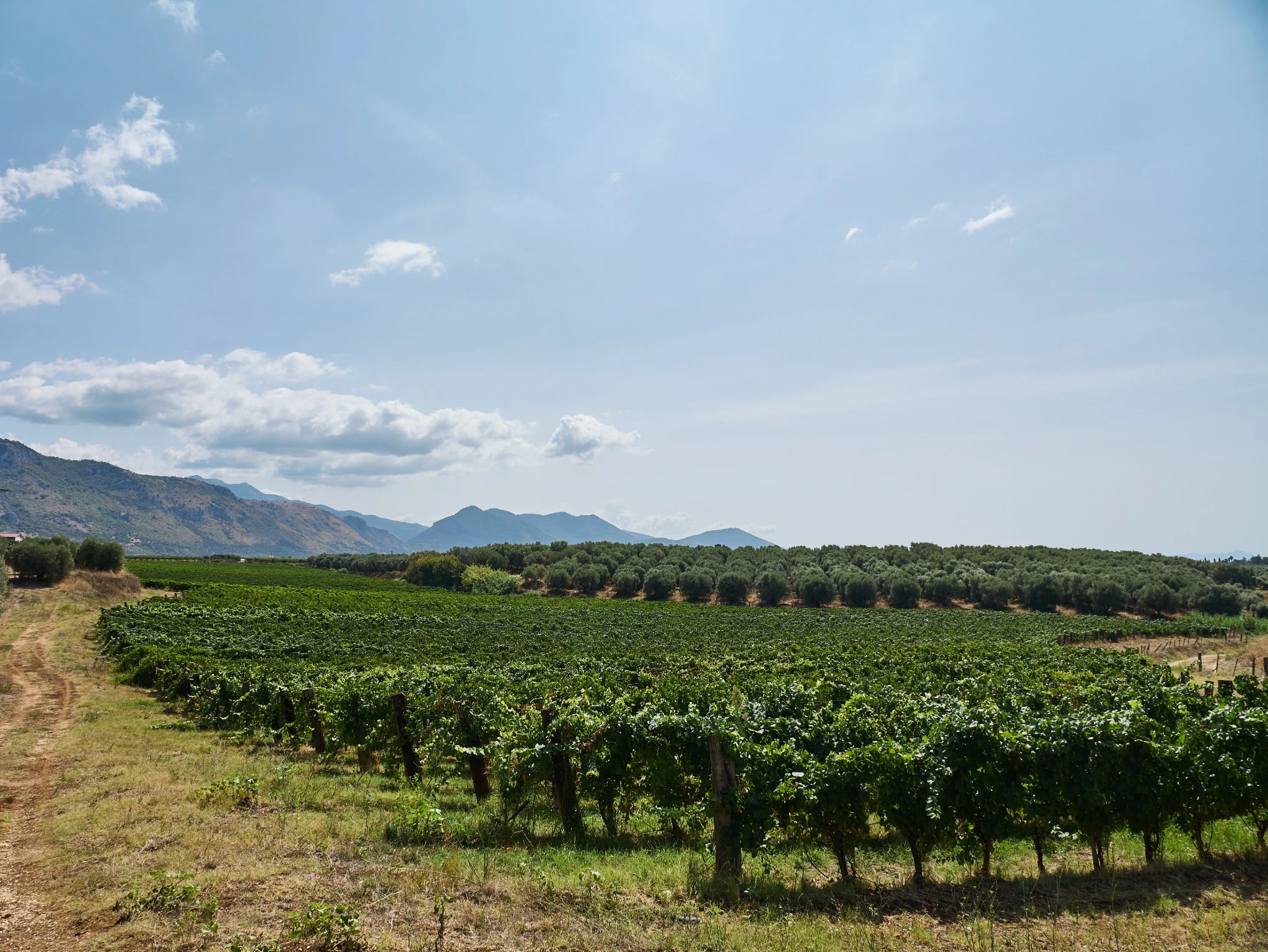 Filari di vite nella campagna di Cori